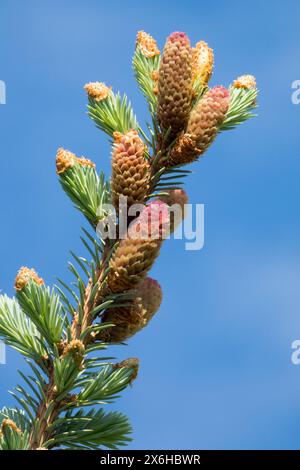 Picea pungens „Hoopsii“ Nahaufnahme weiblich, Kegelkegel Nadelholz Laub, Nadeln, Pinaceae, Silberfichte Stockfoto