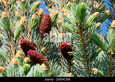 Picea pungens „Iseli Fastigiate“ Silberfichtenzapfen, Konifer Colorado Blaufichte Stockfoto