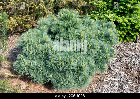 Pinus strobus „Mary Butler“ Pinus Zwergbaum dicht, Nadelholz Low Form, Weymouth Pine in Garden Stockfoto