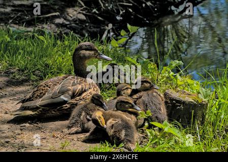 Eine Ente und Enten sitzen am Ufer im Gras. Stockfoto