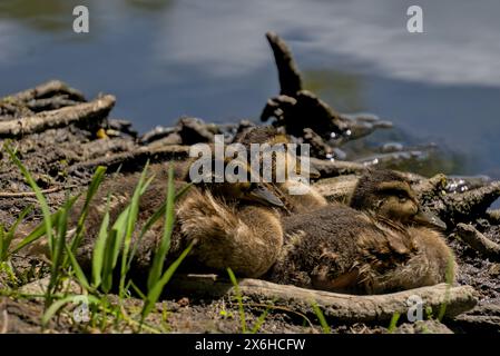 Enten sitzen am Flussufer im Gras. Stockfoto