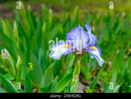 Selektiver Fokus der bärtigen Blume (Iris germanica) auf grünem Naturhintergrund Stockfoto