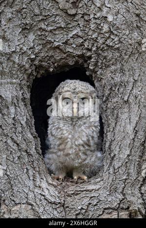 Barred Ewl (Strix varia), Eulchen Stockfoto