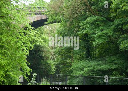 Belmont Street Bridge von Doune Gardens, Glasgow, Schottland, Großbritannien; River Kelvin; Vegetation; grüne Bäume; grüne Sträucher; Stockfoto