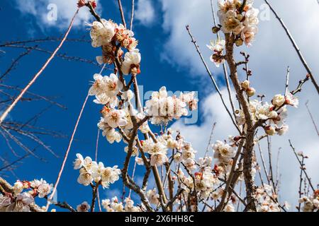 Kirsch-/Pflaumenblüte auf der Kumano Kodo Nakahechi Pilgerroute, Nachisan, Wakayama, Japan Stockfoto