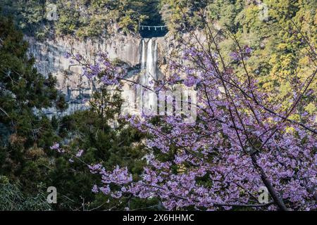 Cherry Blossom in Nachisan, Wakayama, Japan Stockfoto