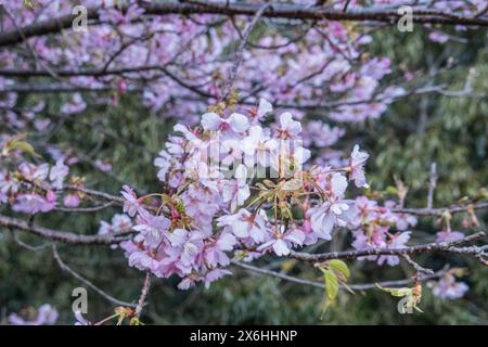 Cherry Blossom in Nachisan, Wakayama, Japan Stockfoto