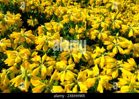 Spanische Besenblume Furze Spanische Gorse, Genista hispanica, Blume Gelb Blumen blühende Blüten in der Blüte, dicht, Garten, Sträucher Hardy Stockfoto