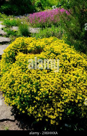 Spanische Besen Furze Gorse, gelbe Genista hispanica Garten Genista Blumen blühende Blüten blühend in Blüte, dicht Sträucher Hardy Stockfoto