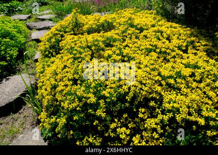 Spanische Besen Furze Spanische Gorse, Genista hispanica, Blumenblumen blühende Blüten blühend in der Blüte, dicht, Garten, gelbes Kissen Sträucher Hardy Stockfoto