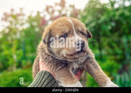 Brauner entzückender kleiner Welpe, süßer Hund, kleiner Hund, Hund, flauschiger Welpe. Unscharfer Hintergrund Stockfoto