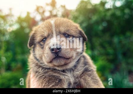 Brauner entzückender kleiner Welpe, süßer Hund, kleiner Hund, Hund, flauschiger Welpe. Unscharfer Hintergrund Stockfoto