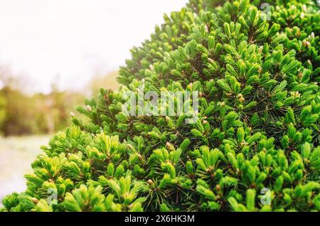 Flauschige hellgrüne stachelige Zweige von Weihnachtsbaum oder Kiefer im Frühling. Unscharfer Hintergrund Stockfoto