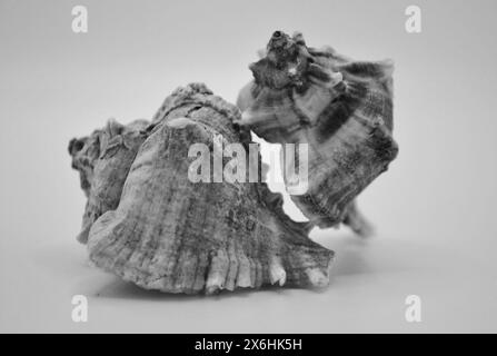 Nahaufnahme von zwei Conch Strombus Shells auf weißem Hintergrund Stockfoto