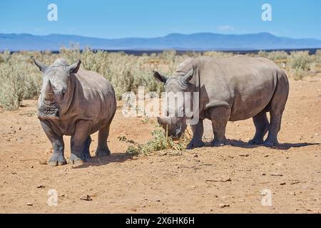 Feld, Gras und Rhinozeros in der Natur mit Freiheit, Wandern oder Essen in der natürlichen Umgebung, Pflanzen- oder Bio-Ernährung. Safari, Tierwelt und Crash of Stockfoto