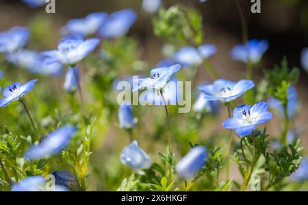 Blaue Nemophila-Blüten, die in einem Blumenbeet wachsen Stockfoto