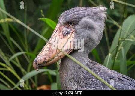 Shoebill - Balaeniceps rex, Potrait eines großen seltenen einzigartigen Vogels mit großer Seebrücke, aus afrikanischen Sümpfen und Sümpfen, Uganda. Stockfoto