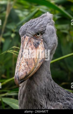 Shoebill - Balaeniceps rex, Potrait eines großen seltenen einzigartigen Vogels mit großer Seebrücke, aus afrikanischen Sümpfen und Sümpfen, Uganda. Stockfoto