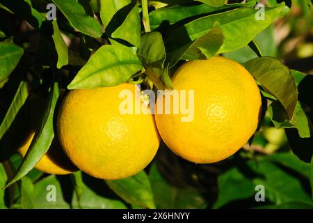 Eine Nahaufnahme von zwei Orangen, Citrus x sinensis, die fast gelb aussehen und in der Sonne auf einem Orangenbaum Reifen. Stockfoto