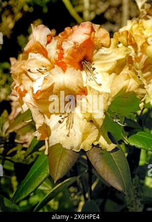 Rhododendron mit rosa Blüten im Garten, Nahaufnahme, Anbau in Irland Stockfoto