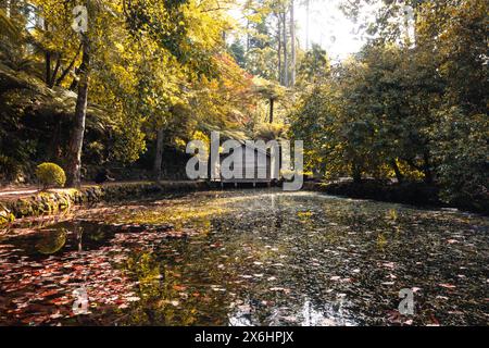 Alfred Nicholas Memorial Gardens an einem warmen, sonnigen Herbsttag im Dandenongs Regoion von Sassafras, Victoria, Australien Stockfoto