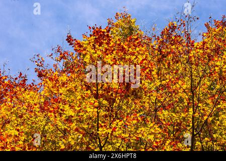 Verlassen Sie die Alfred Nicholas Memorial Gardens an einem warmen, sonnigen Herbsttag im Dandenongs Regoion von Sassafras, Victoria, Australien Stockfoto