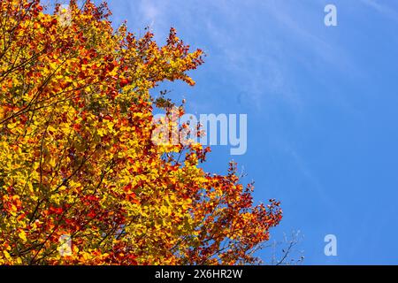 Verlassen Sie die Alfred Nicholas Memorial Gardens an einem warmen, sonnigen Herbsttag im Dandenongs Regoion von Sassafras, Victoria, Australien Stockfoto