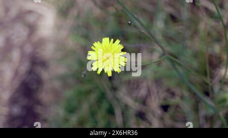 Hypochaeris radicata (Hypochoeris radicata) – auch bekannt als Katsear, Flachweed, Katzenohr, haariges Katzenohr oder falscher Löwenzahn – ist ein ausdauerndes, niedrig-limitiertes Tier Stockfoto