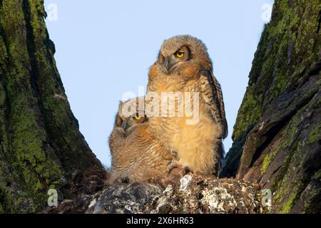 Große gehörnte Eule (Bubo Virginianus), Stockfoto