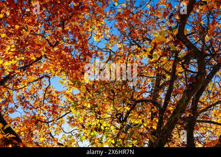 Verlassen Sie die Alfred Nicholas Memorial Gardens an einem warmen, sonnigen Herbsttag im Dandenongs Regoion von Sassafras, Victoria, Australien Stockfoto