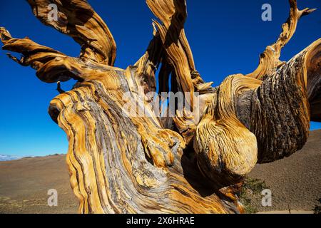 Alte Bristlecone Pine Tree zeigt die verdrehten und knorrigen Features.California, USA. Stockfoto