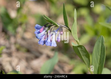 Virginia Bluebells blühen auf dem Waldboden an einem Frühlingstag in Iowa. Stockfoto
