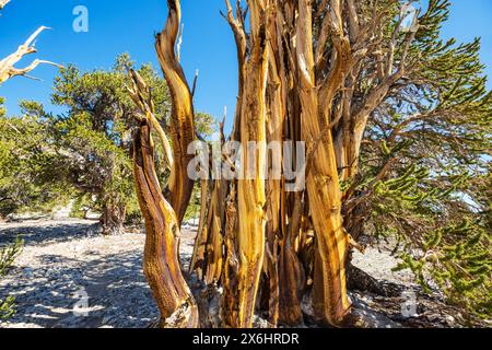 Alte Bristlecone Pine Tree zeigt die verdrehten und knorrigen Features.California, USA. Stockfoto