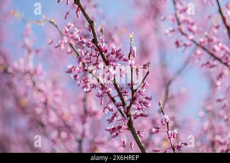 Redbud-Äste blühen mit rosa Blüten an einem Frühlingstag in Iowa. Stockfoto