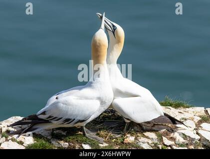 Tölpel Bempton Cliffs Paar nördliche Tölpel Morus bassanus auf Bempton Cliffs RSPB Reserve Bempton East Riding an der Küste von Yorkshire England Großbritannien GB Stockfoto