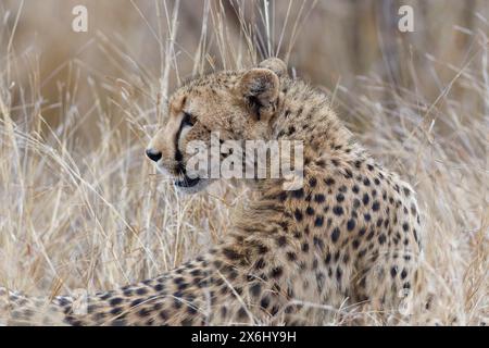 Gepard (Acinonyx jubatus), Erwachsener, sitzend im hohen trockenen Gras, aufmerksam, früh am Morgen, Kruger-Nationalpark, Südafrika, Afrika Stockfoto