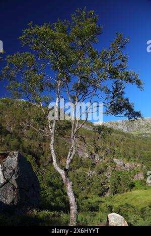 Norwegische Berglandschaft im Nordhordland. Flaumbirke (Betula pubescens). Stockfoto