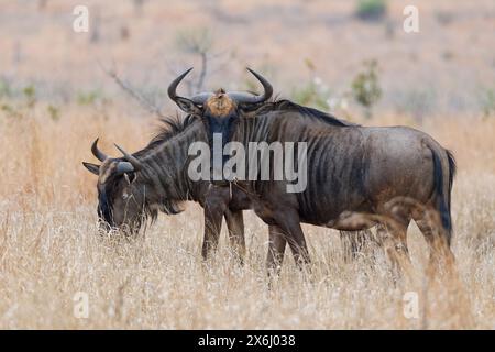 Blaue gnus (Connochaetes taurinus), zwei erwachsene gnus, die auf trockenem Gras fressen, Krüger-Nationalpark, Südafrika, Afrika Stockfoto