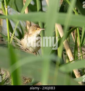 Ein eurasischer Schilfwurmler, der sich an einem sonnigen Tag im Schilf versteckt. Stockfoto