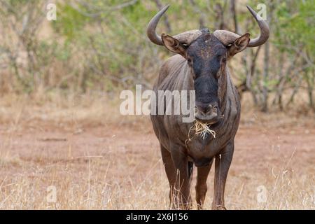 Blaues Gnus (Connochaetes taurinus), Erwachsene gnu, die auf trockenem Gras fressen, Tierporträt, Kruger-Nationalpark, Südafrika, Afrika Stockfoto