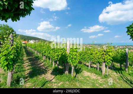 Schöne Weinberg in Csopak neben dem Plattensee am Sommer, der Landschaft mit Häusern und Kirche. Stockfoto