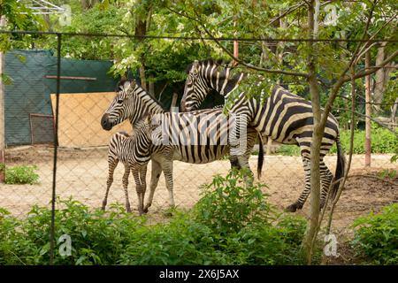 Familie von drei Chapman's Plains Zebra oder Common Zebra Equus guagga chapmani in der Nähe bedrohter Zebras im Sofia Zoo, Sofia Bulgarien, Osteuropa, EU Stockfoto