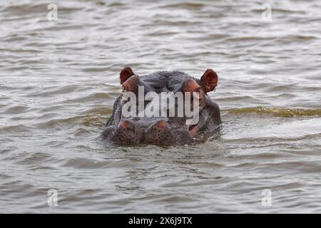 Flusspferde (Hippopotamus amphibius), Erwachsener im Wasser, Blick in die Kamera, Nahaufnahme des Kopfes, Sonnenuntergang-Staudamm, Kruger-Nationalpark, Südafrika, Afrika Stockfoto