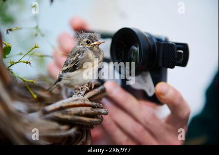 Nahaufnahme männlicher Fotografen Hände, die kleinen Vogel auf seinem Handy mit Makroobjektiv fotografieren. Ein kleiner Vogel im Nest, der von einem Mann fotografiert wird Stockfoto