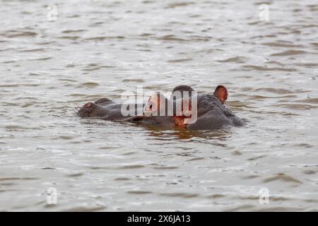 Flusspferde (Hippopotamus amphibius), Erwachsener im Wasser, Nahaufnahme des Kopfes, Sunset Dam, Kruger-Nationalpark, Südafrika, Afrika Stockfoto