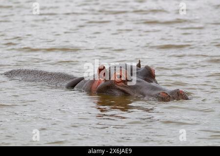 Flusspferde (Hippopotamus amphibius), Erwachsener im Wasser, Nahaufnahme des Kopfes, Sunset Dam, Kruger-Nationalpark, Südafrika, Afrika Stockfoto