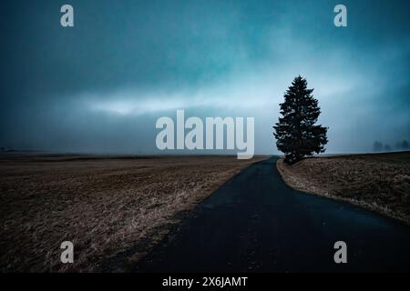 Einsamer Baum auf der Straße im Nebel Stockfoto