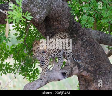 Afrikanischer Leopard (Panthera pardus pardus), Erwachsener, der auf einem Baumzweig steht, nach oben blickt, aufmerksam, Kruger-Nationalpark, Südafrika, Afrika Stockfoto