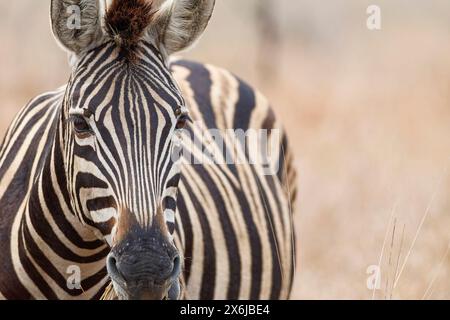 Burchell's Zebra (Equus quagga burchellii), erwachsenes Futter auf trockenem Gras, Nahaufnahme des Kopfes, Tierporträt, Kruger-Nationalpark, Südafrika, Afrika Stockfoto