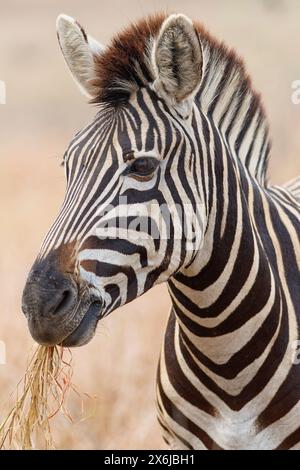 Burchell's Zebra (Equus quagga burchellii), erwachsenes Futter auf trockenem Gras, Nahaufnahme des Kopfes, Tierporträt, Kruger-Nationalpark, Südafrika, Afrika Stockfoto